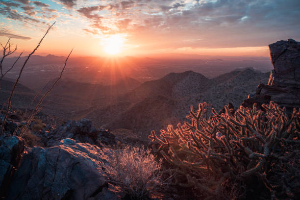 istock Beautiful sunset illuminates cholla high on desert mountain 1459423261