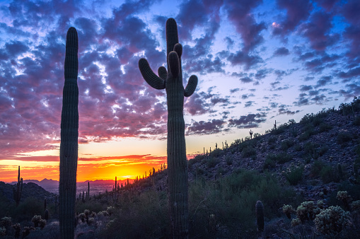 Saguaro cactus silhouettes and beautiful sunset on desert mountain