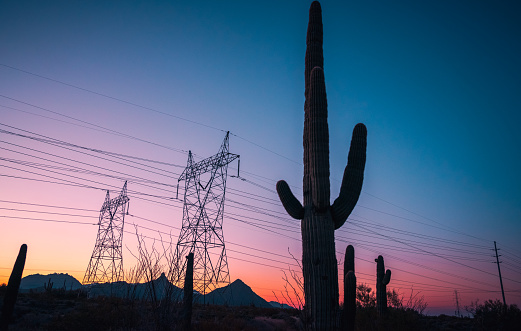 Saguaro cactus and powerline silhouettes during before sunrise