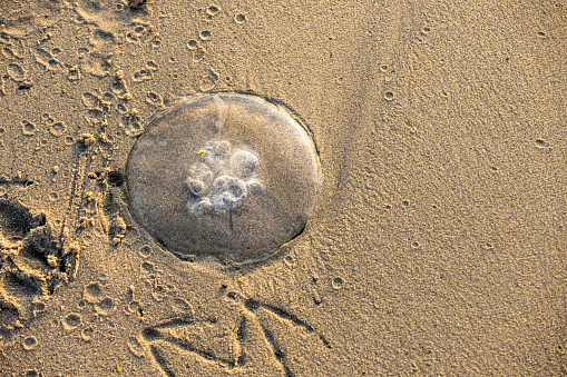 Jellyfish stranded on a sandy beach at sunset..