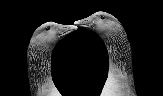 Two Couple Goose Head On The Dark Black Background, Couple Goose Face