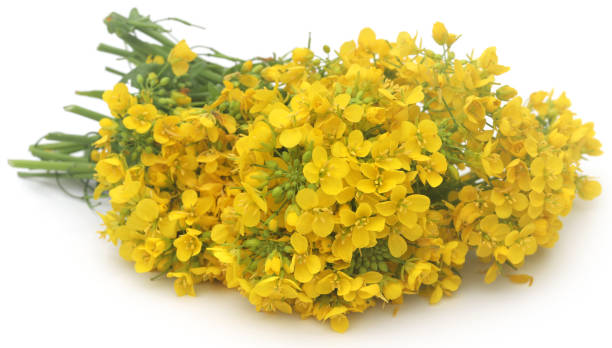 istock Closeup of mustard flower 1459424874