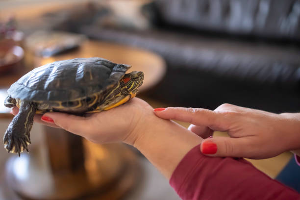 istock Turtle is funny as well as any other pet 1459427410
