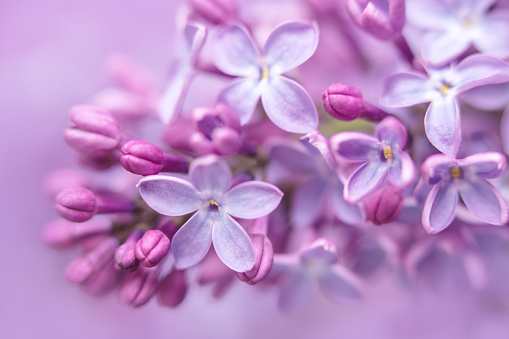 A DSLR close-up photo of beautiful Lilac blossom. Shallow depth of field.