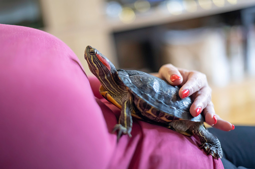 An adult woman playing with her pet red eared slider turtle