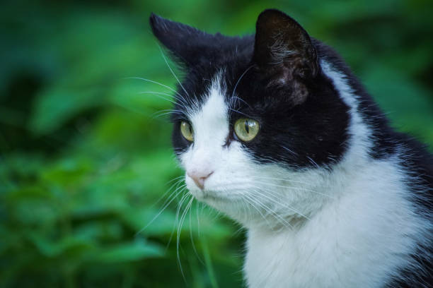 istock Close up of cat looking away during summer 1459429005