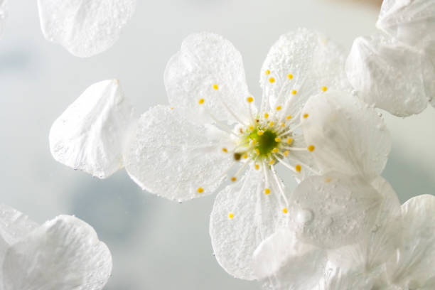 istock white cherry petals in water 1459429094