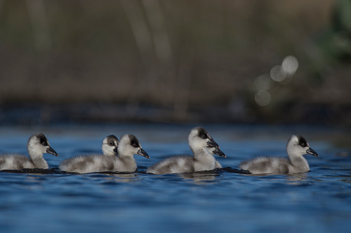 Coscoroba swan cygnets  swimming in a lagoon , La Pampa Province, Patagonia, Argentina.