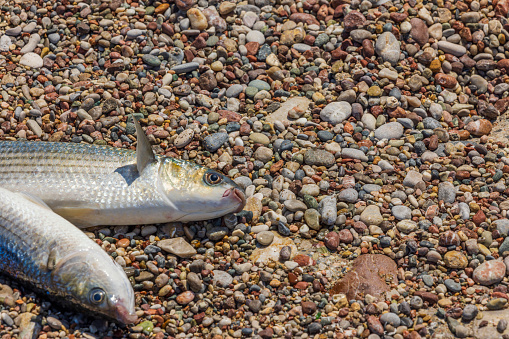 View of caught mullet fish lying on shores of Mediterranean sea. Greece.