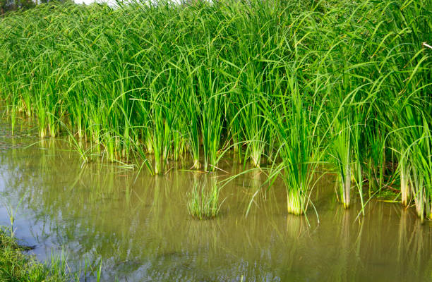 istock Swampy area with tall grass growing in the water. 1459430995
