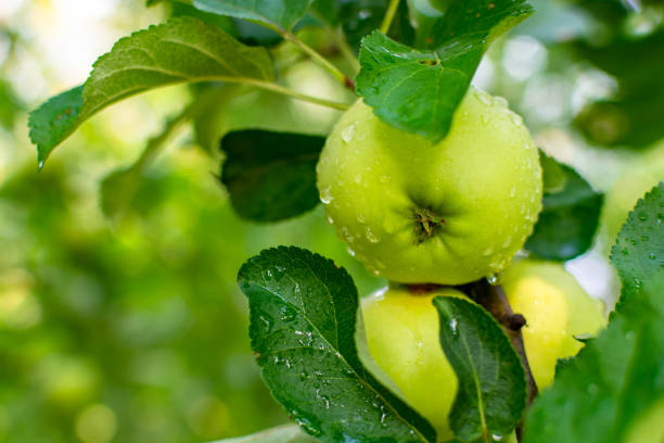 istock Green young ripening apples 1459431358