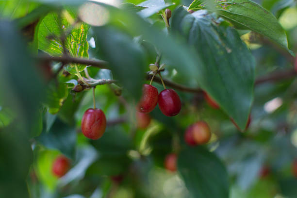 istock Red dogwood berries 1459431359