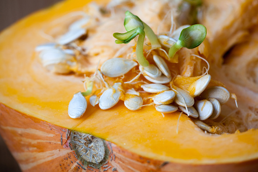 Sprouting pumpkin seeds and fibrous strands within cut pumpkin. Shallow Depth of Field