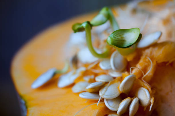 Sprouting pumpkin seeds and fibrous strands within cut pumpkin. Shallow Depth of Field