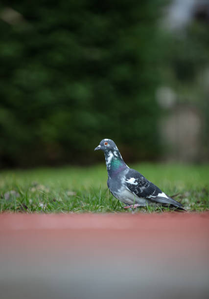 The domestic pigeon is a pigeon subspecies that was derived from the rock dove.