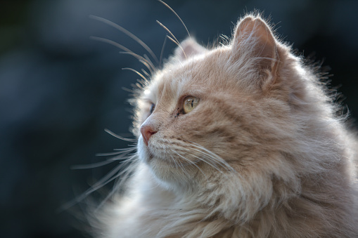 Close up portrait of cute little european cat against gray background. Puppy of stray cat looking at camera with suspicious expression. Sharp focus on eyes. Horizontal studio portrait.