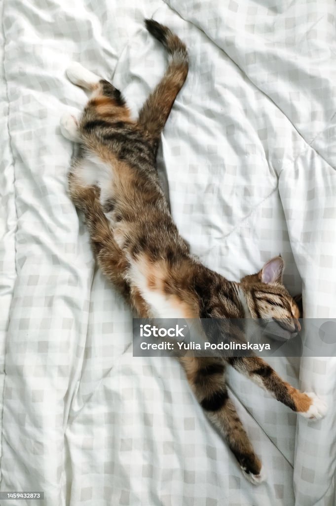 Sleeping beauty A domestic cat sleeps peacefully and calmly on his back Animal Stock Photo
