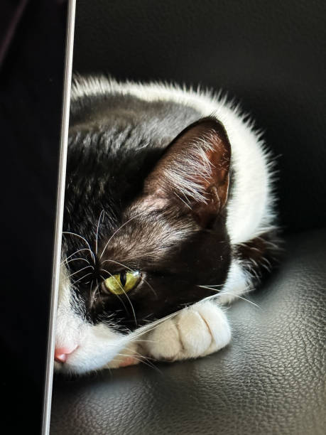 A small black and white cat resting on a leather sofa behind her owner's laptop.