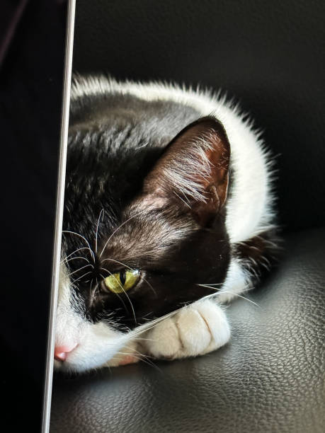 Tuxedo Cat Resting Behind Laptop stock photo