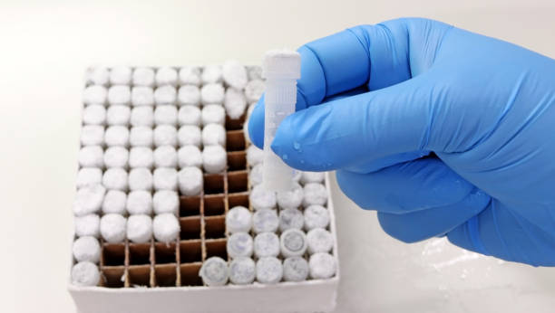 凍結した臨床サンプルを採取する青い手袋をはめた科学者の手 - embryo ストックフォトと画像