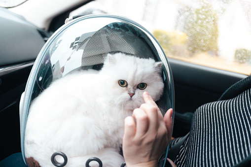 Cat in Pet Backpack Ready to be Driven to the Vet