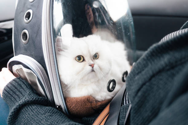 Cat in Pet Backpack Ready to be Driven to the Vet
