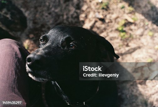istock Dog. Scanned film photo. Dust and scratches on photo. 1459435297