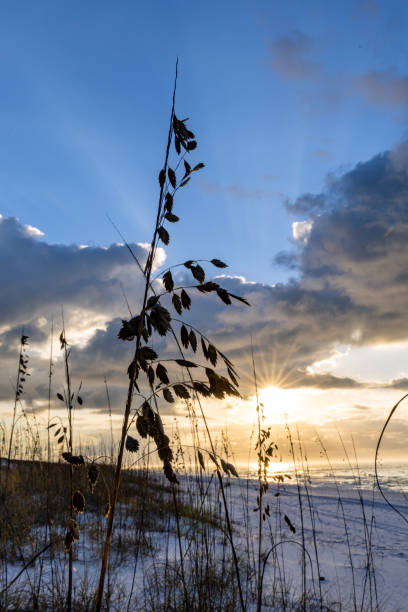 istock Sea Oats at Sunset vertical 1459437717