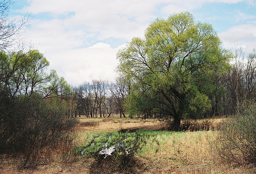 Ash and Oak Trees are Deciduous and Loose Their Leaves in Autumn