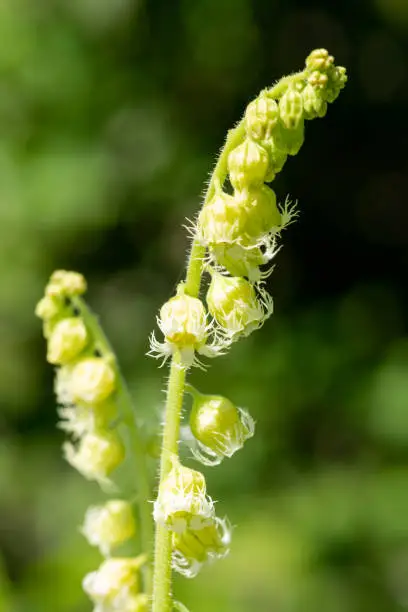 Close up of bigflower tellima (tellima grandiflora) flowers in bloom