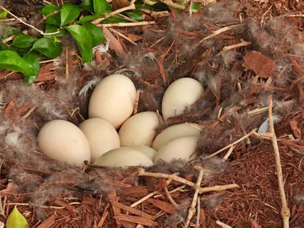 Egyptian Goose  - white eggs surrounded by mulch, feathers, leaves, twigs