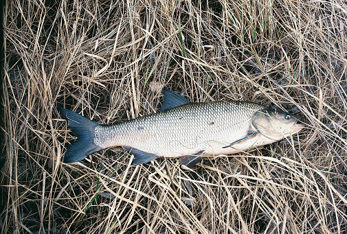 Fresh fish (bluefish) on the boat floor