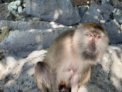 Monkey in a beach of Phi Phi Island - Thailand.