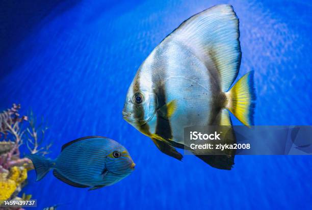 Beautiful Fish Platax Teira Longfin Batfish In Blue Water Of Aquarium Marine Life Stock Photo - Download Image Now