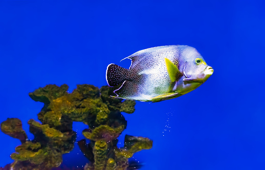 Beautiful blue fish swimming in the aquarium, Pomacanthus semicirculatus, Semicircle angelfish, Koran angelfish. Tropical fish on the background of aquatic coral reef in oceanarium pool