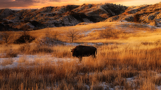 Bison standing in a mountains