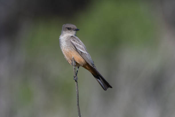 istock Birds at the local beach estuary. 1459442579