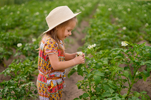 A little laughing girl in a hat is looking at a potato flower. The field is in the flowering season. A little helper on the farm