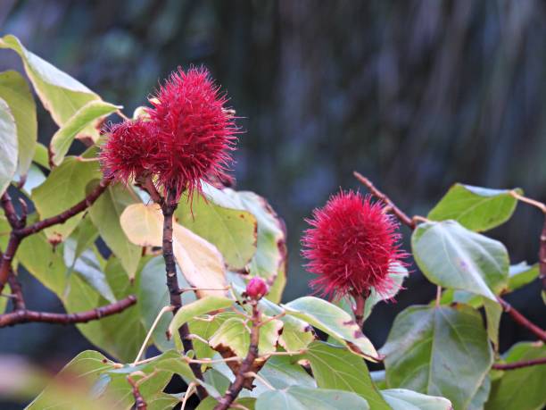 istock Lipstick Tree (Bixa orellano) in Florida with prickly red fruit 1459443695