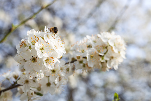 Honeybee on flower of beautiful blossoming plum tree outdoors