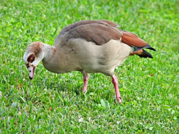 Egyptian Goose  - profile