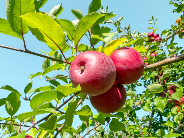 りんごの果樹園 - apple gala apple fuji apple fruit ストックフォトと画像
