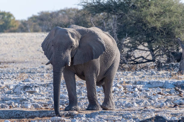 istock African Elephant in Etosha 1459447855