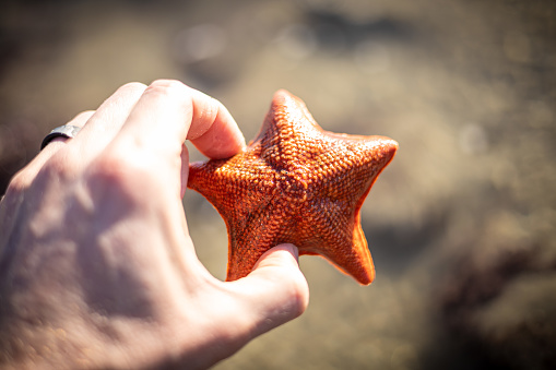 Star fish.More sea stars at:Starfish Lightbox