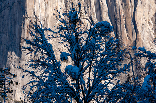 Exterior of snow-covered trees on a brisk sunny winter morning in Yosemite national park.