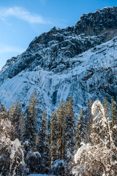 istock Snow-covered Trees in Yosemite 1459448212