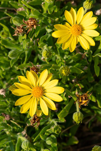 Close up of mountain arnica (arnica montana) flowers in bloom
