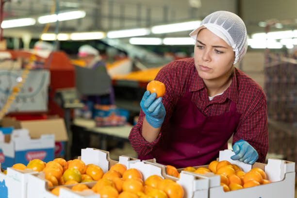 Young girl fruit warehouse worker checking mandarins in boxes