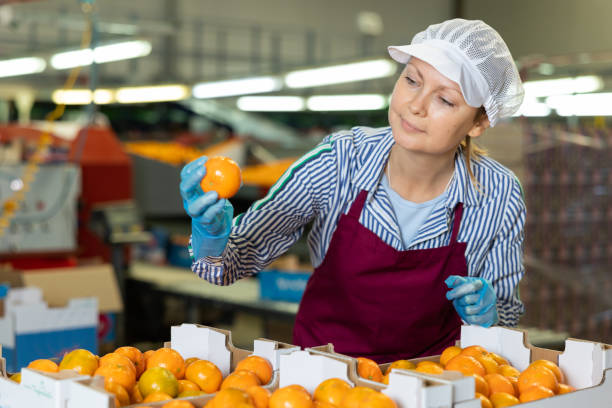 istock Female fruit sorting factory employee checking tangerines in boxes 1459451173
