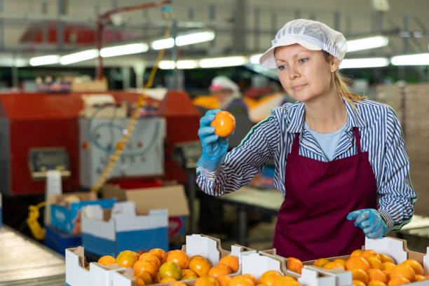 istock Female fruit sorting factory employee checking tangerines in boxes 1459451191